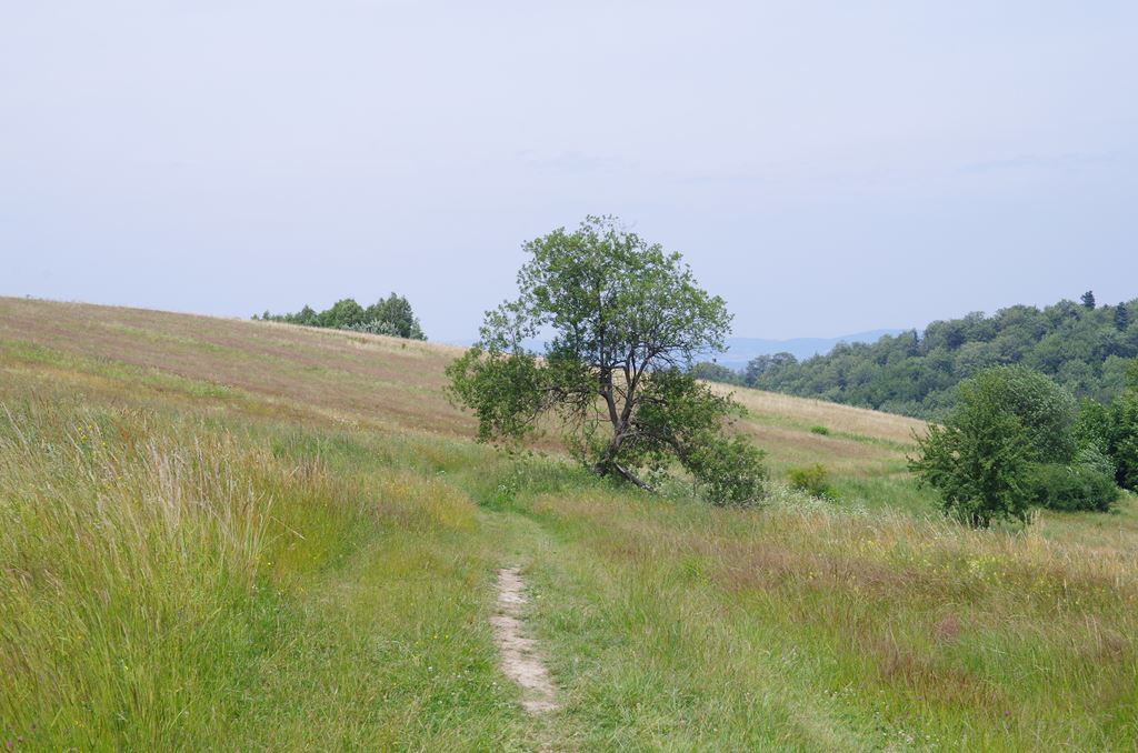 IMGP2377.jpg