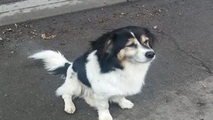 Wałęsający  się pies
