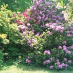 IMG 20190607 124454 3CS