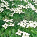 IMG 20190607 131409 3CS