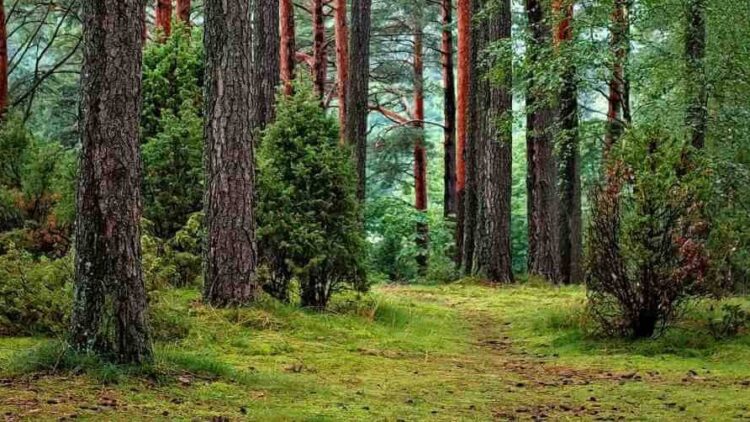 Spotkanie Burmistrza Gminy z Dyrektorem Lasów Państwowych