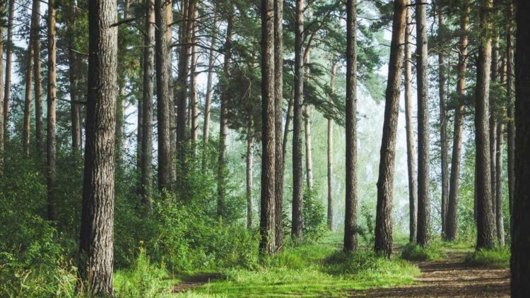 Lasy Państwowe zainwestują w szlaki turystyczne znajdujące się w obrębie Iwonicza-Zdroju kwotę 200 000 zł