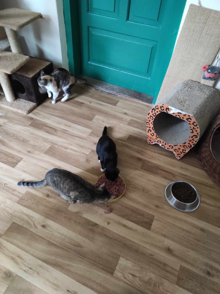 393512809_1029649454960037_7259742073144578572_n