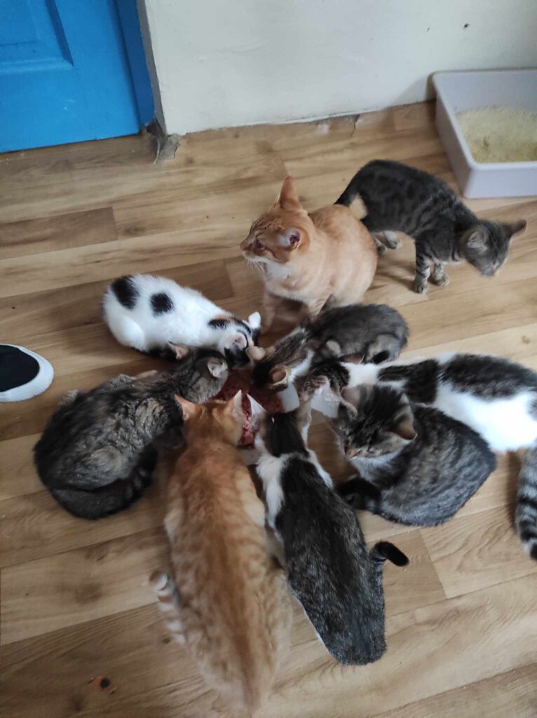 393671082_1046654116364291_4633713836309852497_n