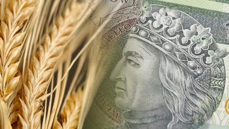 Pomoc krajowa dla producentów pszenicy, żyta, jęczmienia, pszenżyta lub mieszanek zbożowych – wnioski są przyjmowane do 5 czerwca