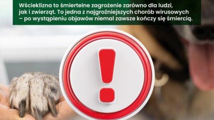 Pamiętasz o corocznym szczepieniu na wściekliznę? Zaszczep swojego psa