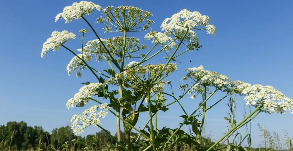 barszcz_sosnowskiego