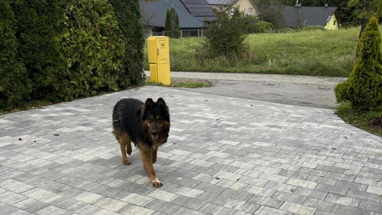 W miejscowości Lubatowa od kilku dni błąka się duży pies w typie owczarka niemieckiego
