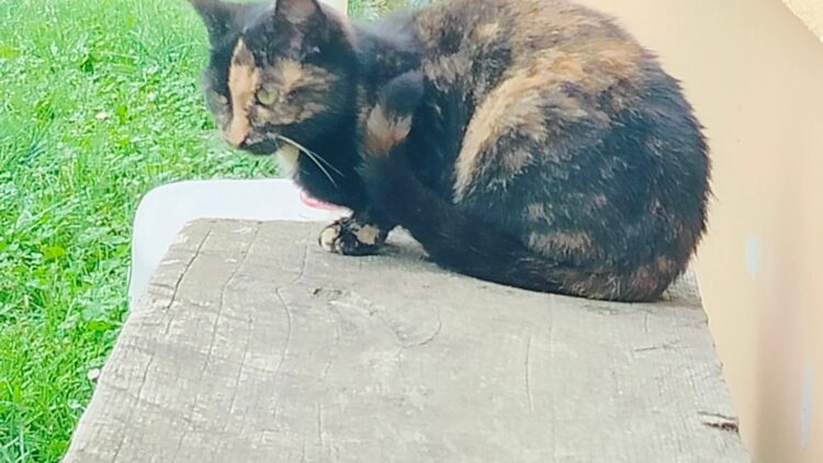 Kolejna kocia historia z Lubatówki…