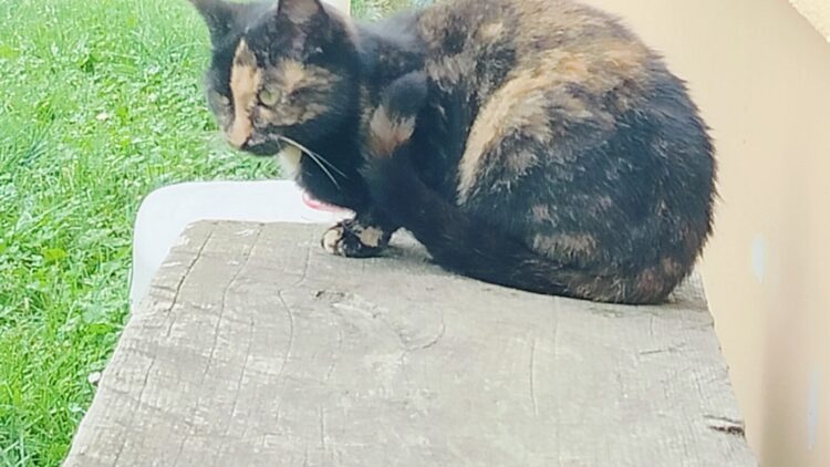 Kolejna kocia historia z Lubatówki