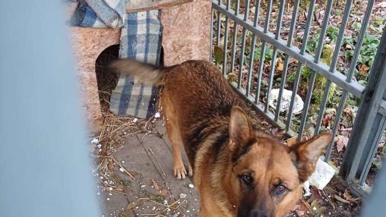 UWAGA! WYŁAPANY PIES – SZUKAMY WŁAŚCICIELA