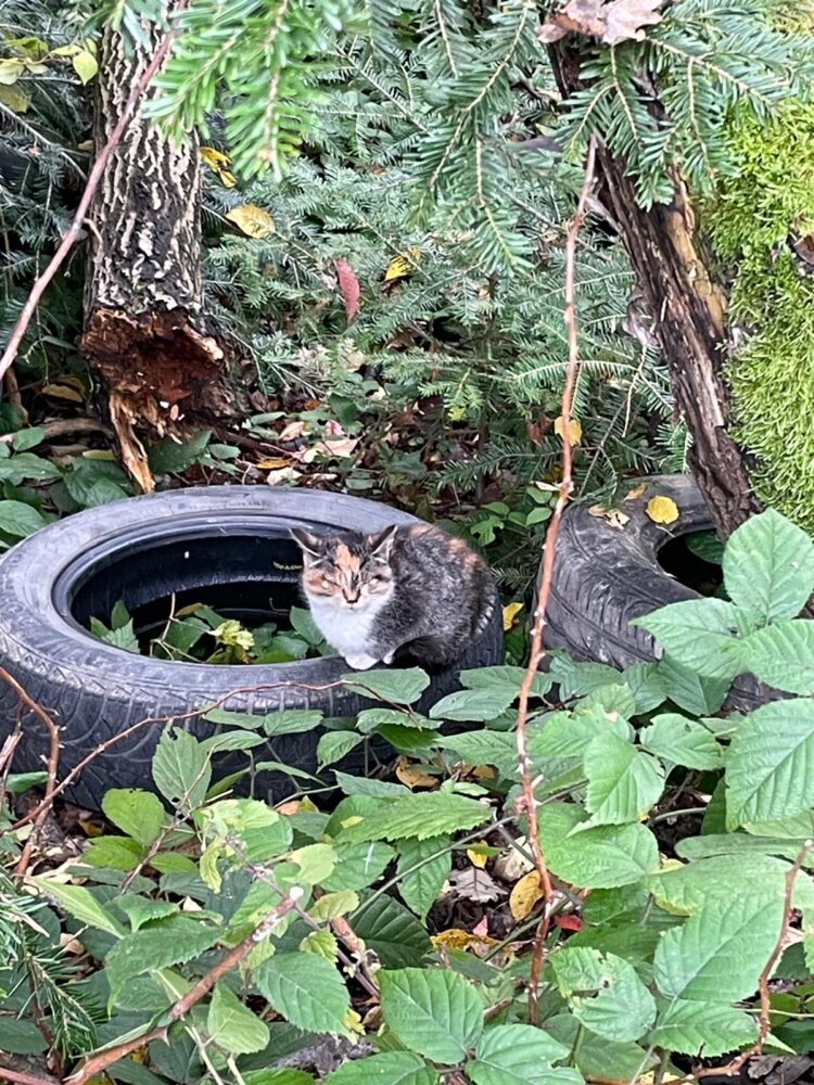 Zdjęcie WhatsApp 2025-10-17 o 11 21 32_4c89c694