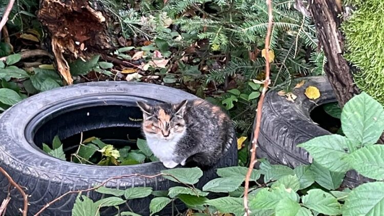 Kolejna kocia tragedia