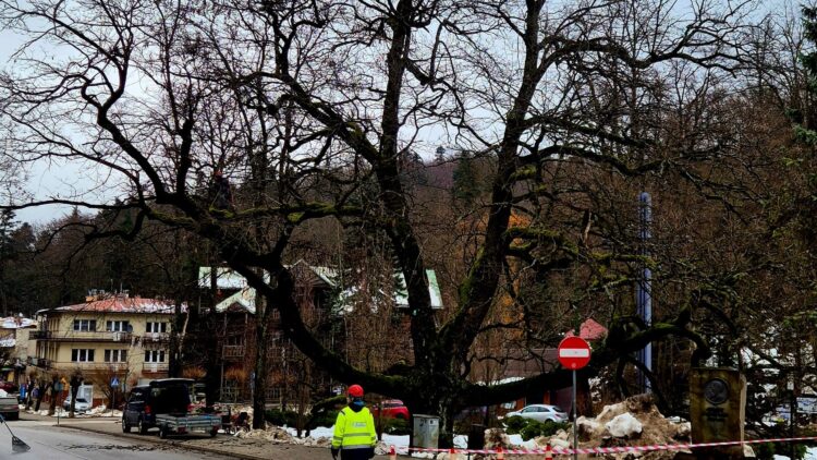 Trwa pielęgnacja jednego z najcenniejszych drzew w naszej gminie!