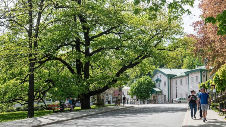 Nadajmy imię naszemu zabytkowemu dębowi!