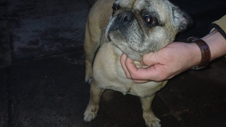 Znaleziono psa  w typie buldożka francuskiego