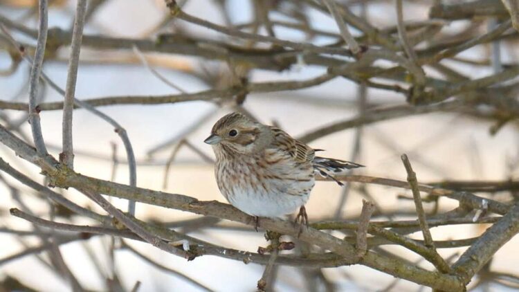 Ornitologiczna sensacja w Iwoniczu!