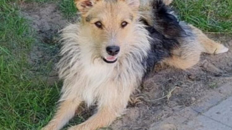 Właściciel szuka zaginionego psa – prosimy o kontakt w przypadku zgłoszenia!