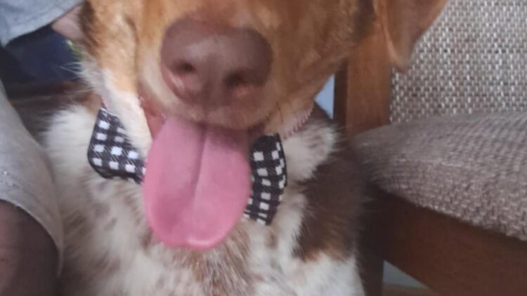 OGŁOSZENIE – ZAGINĄŁ PIES