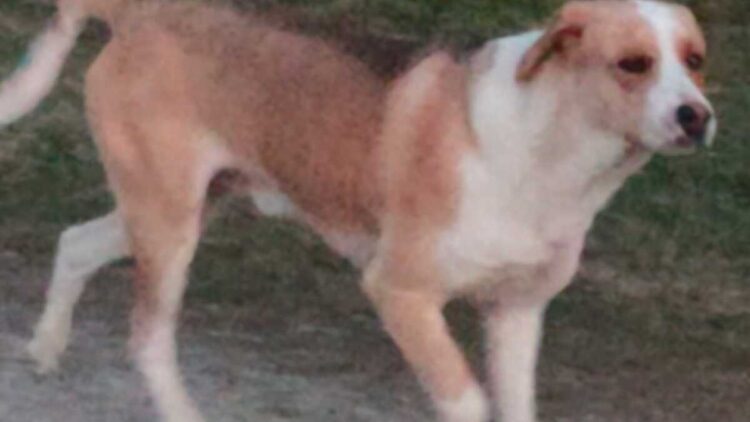 Błąkający się pies