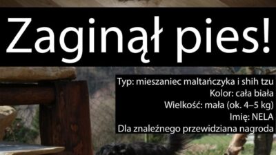 ZAGINĄŁ PIES – POMÓŻMY GO ODNALEŹĆ!