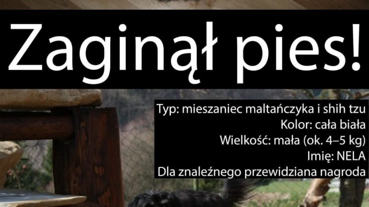 ZAGINĄŁ PIES – POMÓŻMY GO ODNALEŹĆ!