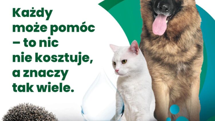 Wystaw miskę!